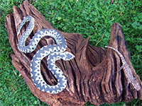 Mixed media: snake and lizard on chestnut root.