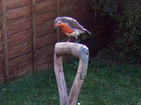 Mixed media: robin on fork handle